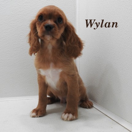 puppy, for, sale, Cockilear, Joe & Cherri  Overlease, dog, breeder, Miller, MO, dog-breeder, puppy-for-sale, forsale, nearby, find, puppyfind, locator, puppylocator, aca